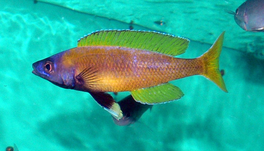 Cyprichromis Leptosoma 6