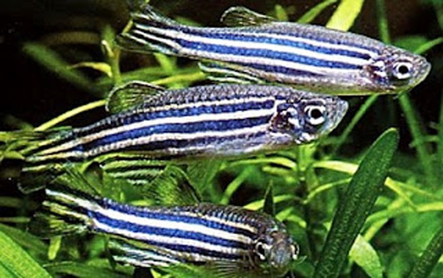 Cebra