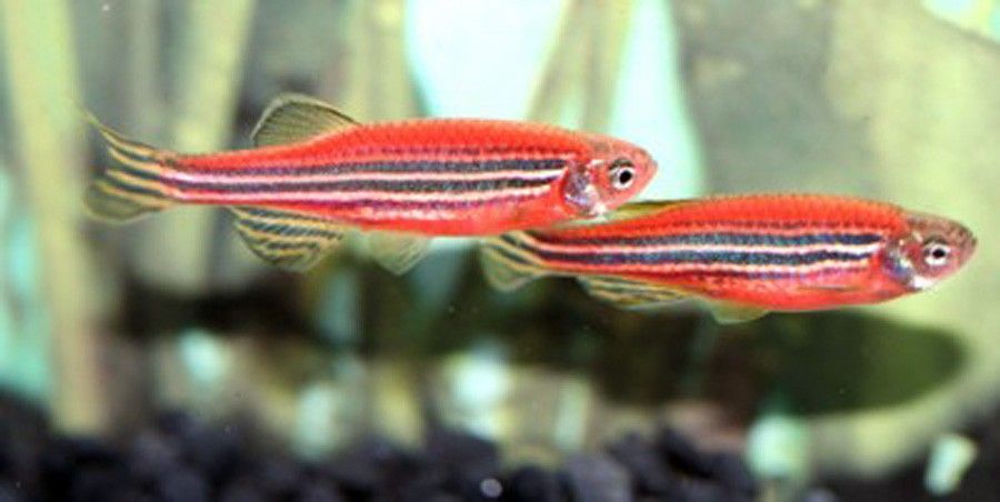 Danio Rerio 2