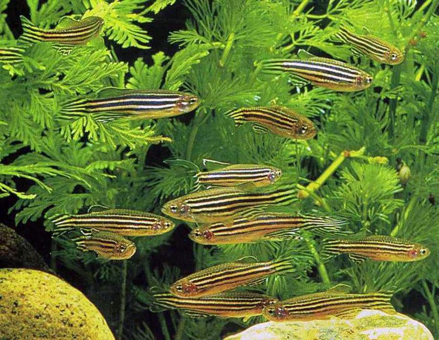 Danio Rerio 3