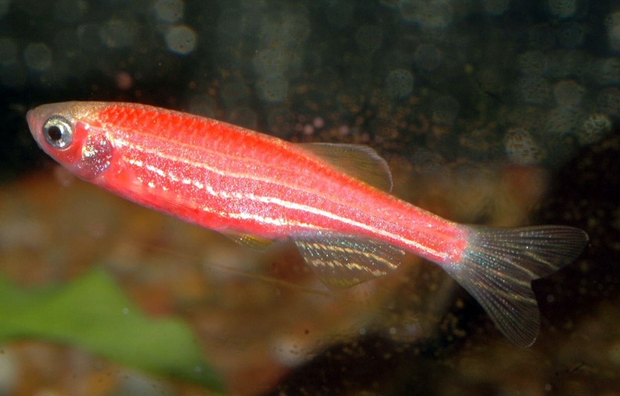 Danio Rerio 4