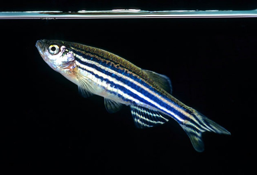 Danio Rerio 5