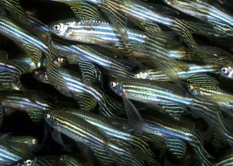 Danio Rerio 6