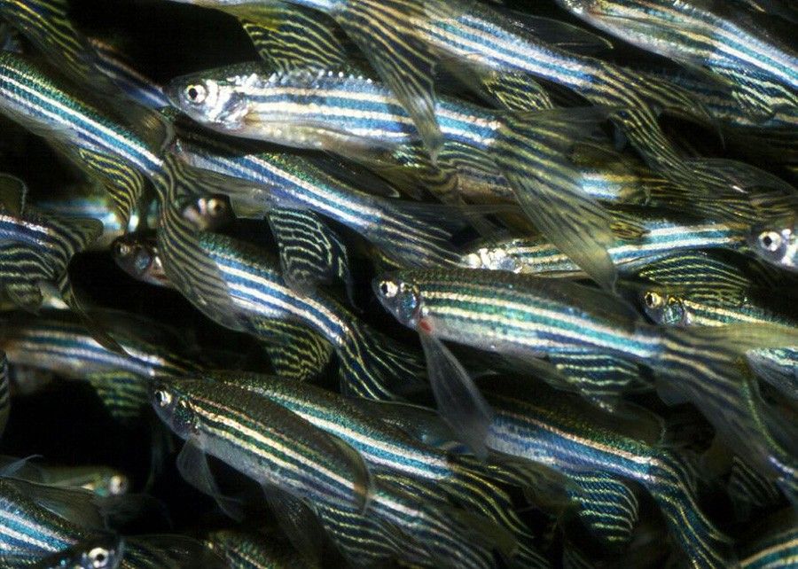 Danio Rerio 6