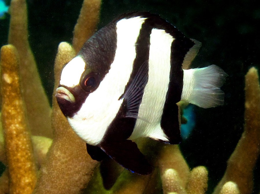 Dascyllus Aruanus 2