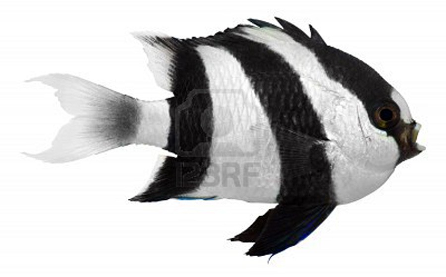Dascyllus Aruanus 3