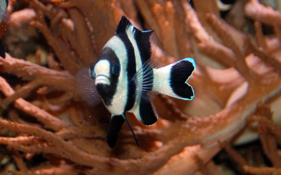 Dascyllus Aruanus 4