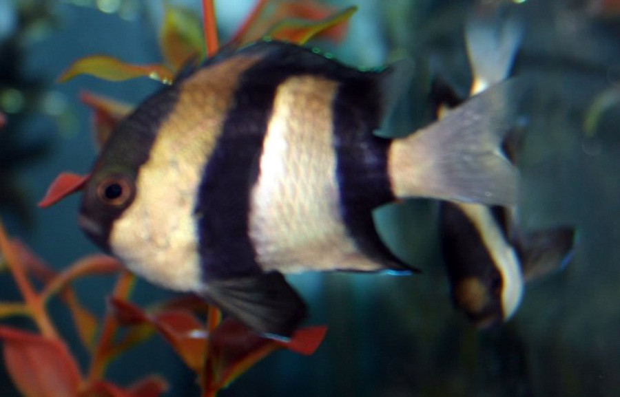 Dascyllus Aruanus 5