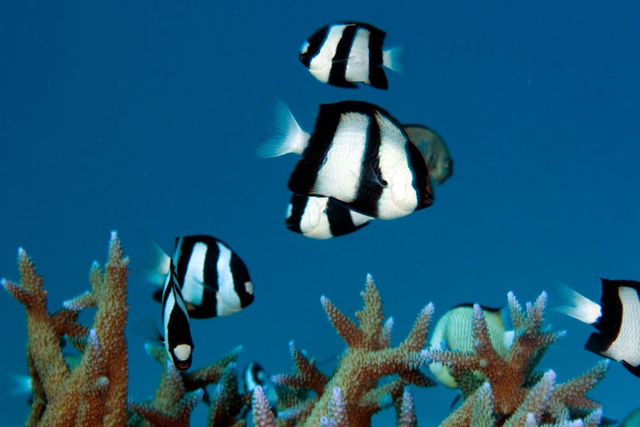 Dascyllus Aruanus 6