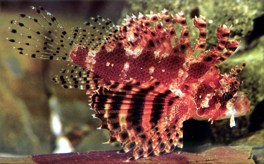Dendrochirus Brachypterus 2