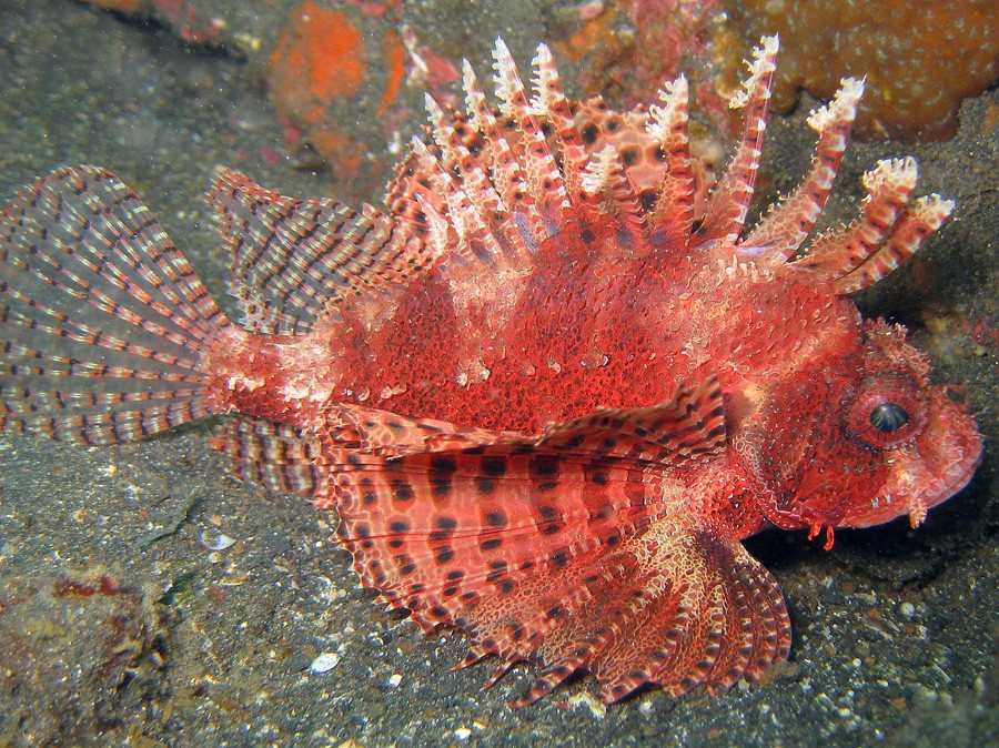 Dendrochirus Brachypterus 3