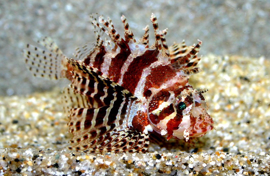 Dendrochirus Brachypterus 4