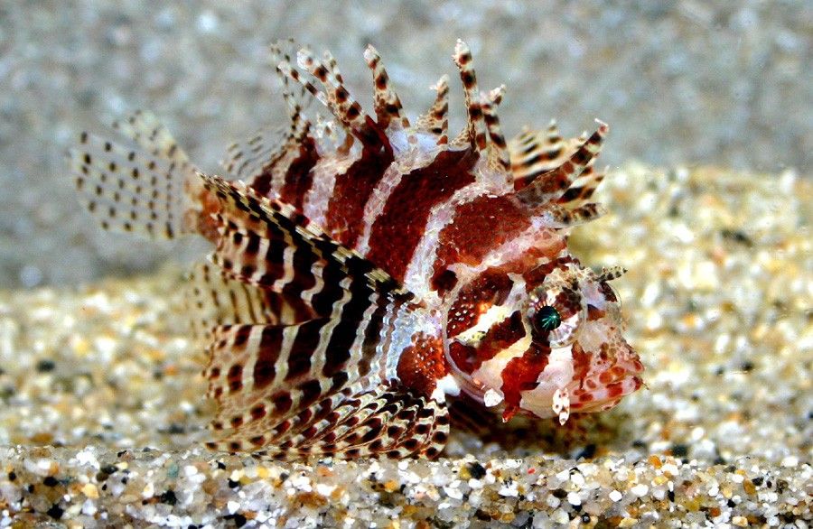 Dendrochirus Brachypterus 4