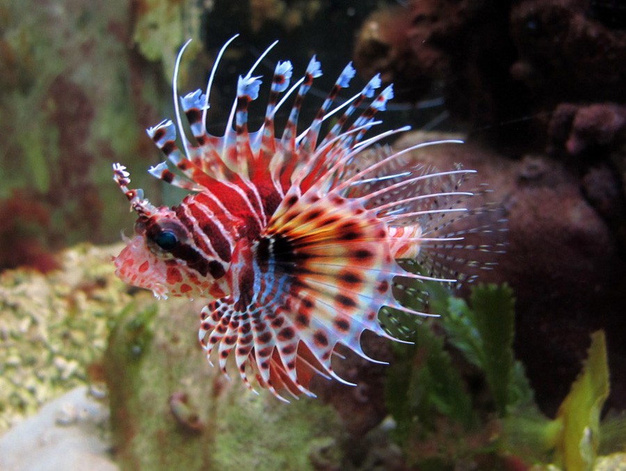 Dendrochirus Brachypterus 5