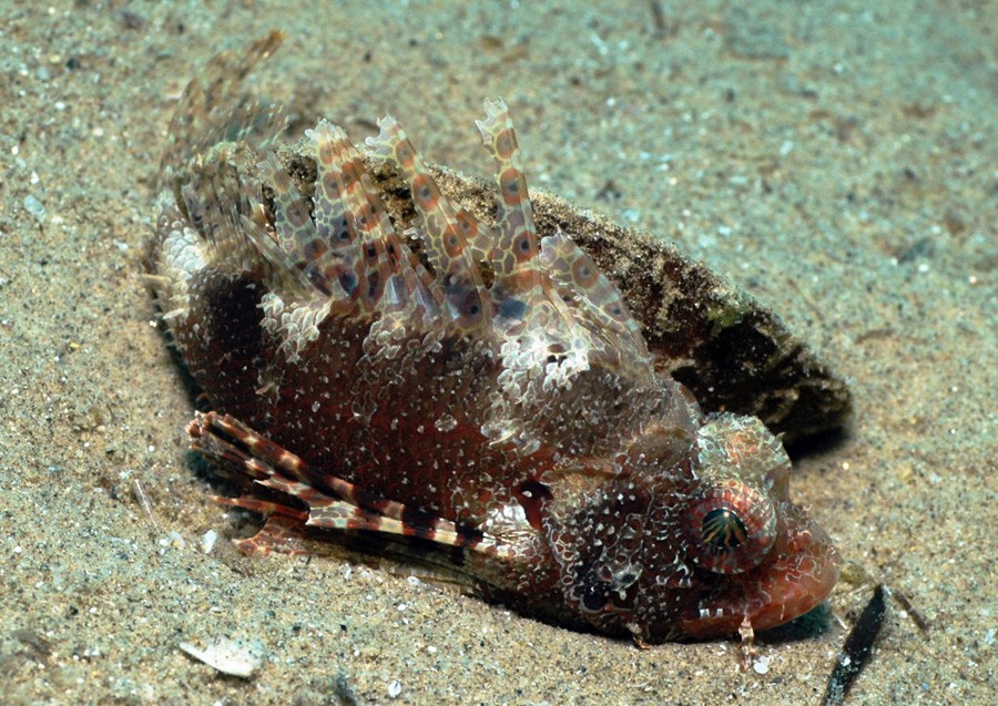 Dendrochirus Brachypterus 6