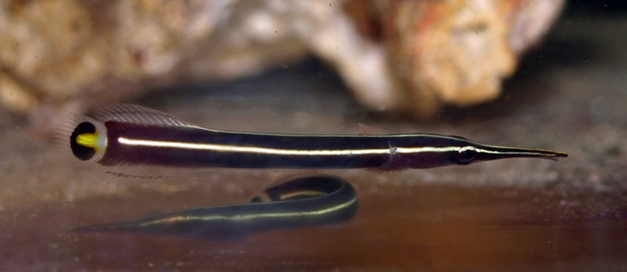 Diademichthys Lineatus 2