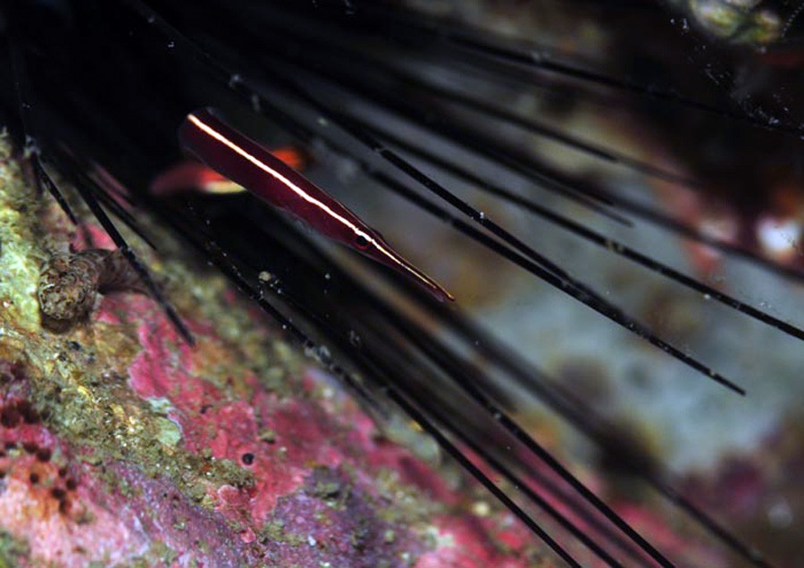 Diademichthys Lineatus 3