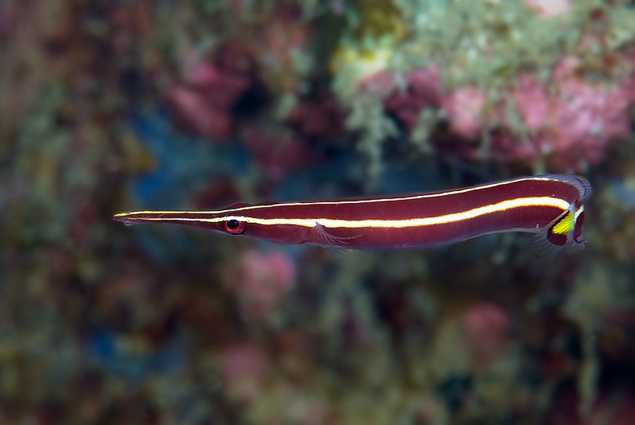 Diademichthys Lineatus 4