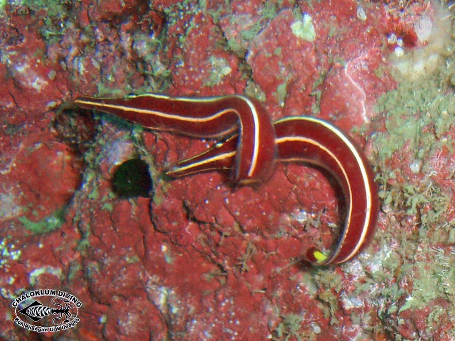 Diademichthys Lineatus 5