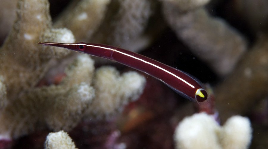 Diademichthys Lineatus 6