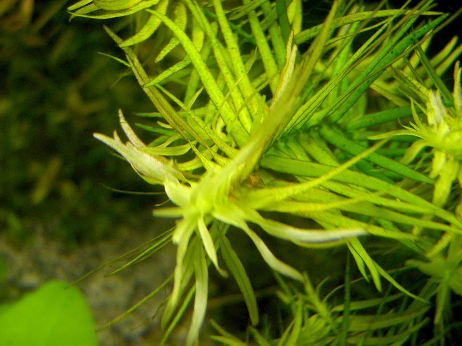 Hedge agua