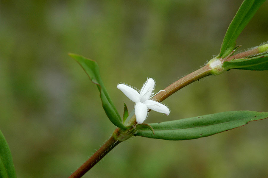 Diodia Virginiana
