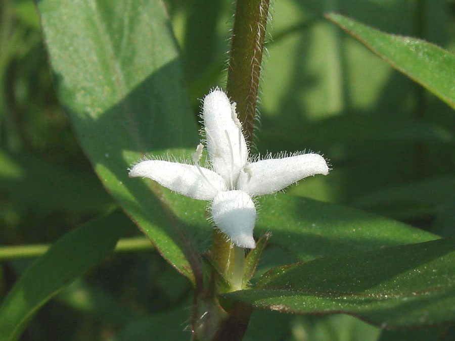 Diodia Virginiana 2