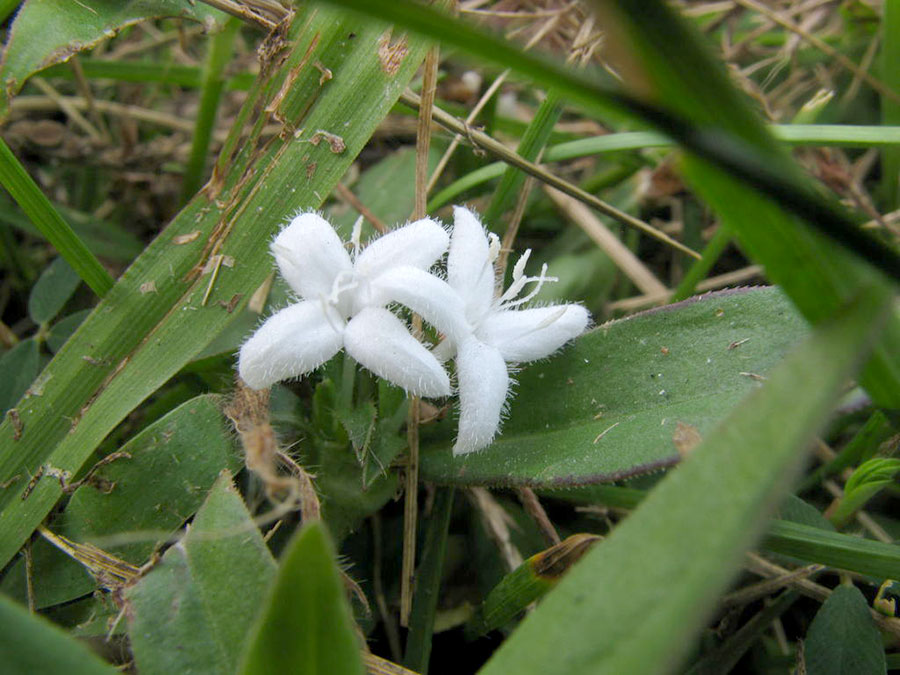 Diodia Virginiana 3