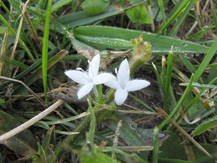 Diodia Virginiana 4