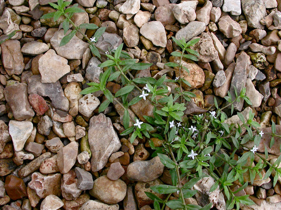 Diodia Virginiana 5