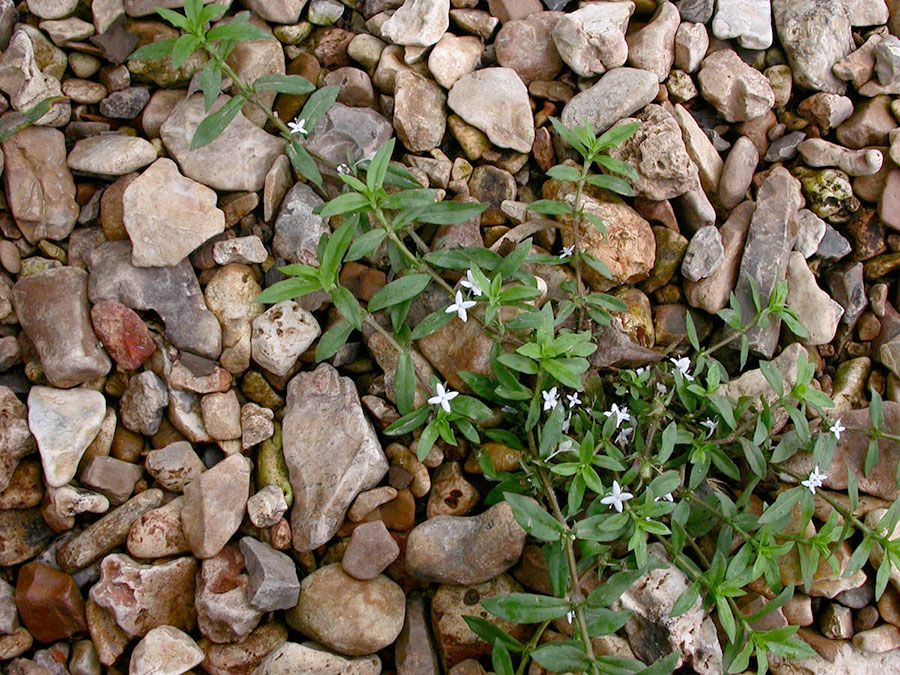 Diodia Virginiana 5