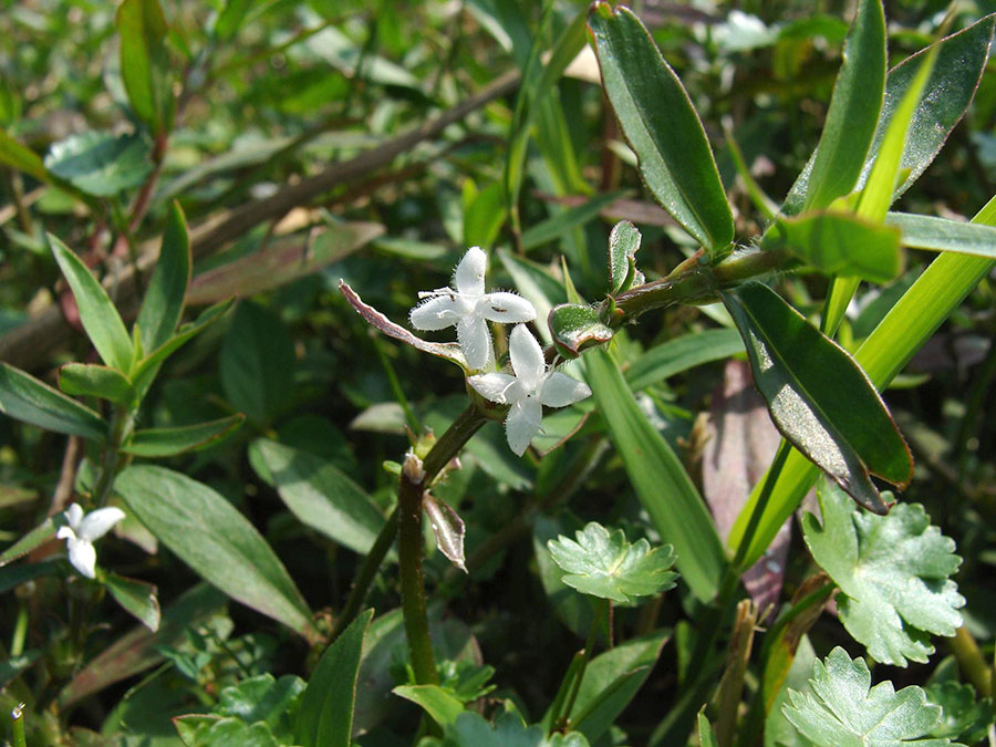 Diodia Virginiana 6