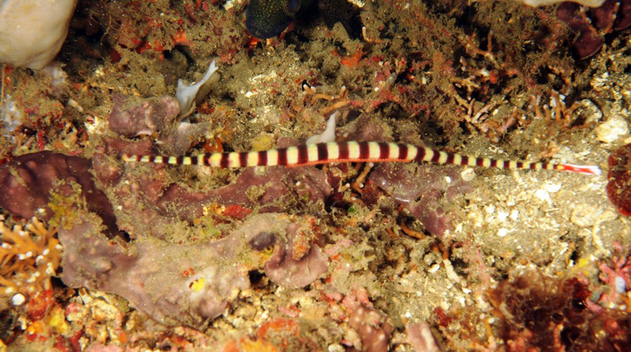 Doryrhamphus Dactyliophorus 2