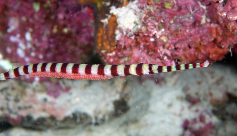Doryrhamphus Dactyliophorus 3