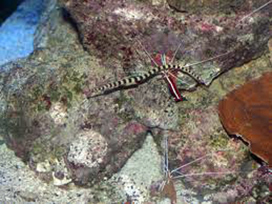 Doryrhamphus Dactyliophorus 4