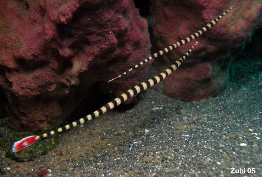 Doryrhamphus Dactyliophorus 5