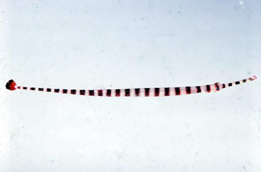 Doryrhamphus Dactyliophorus 6