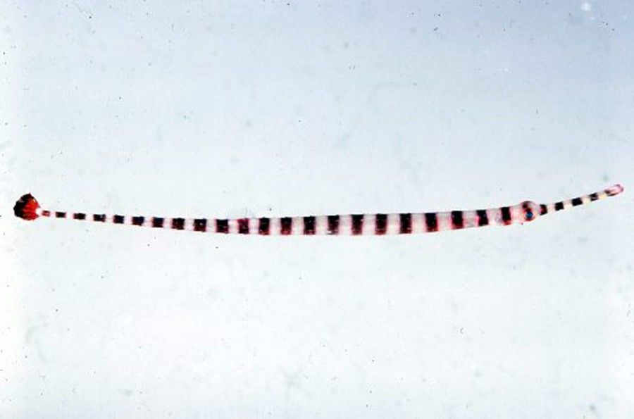 Doryrhamphus Dactyliophorus 6