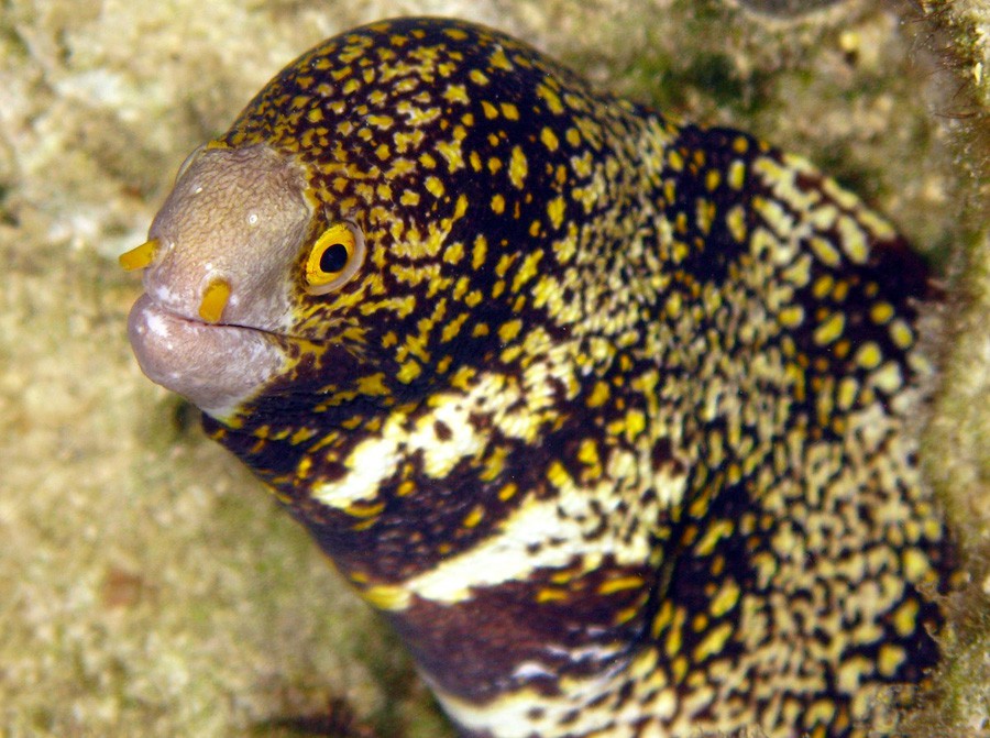 Echidna Nebulosa 2