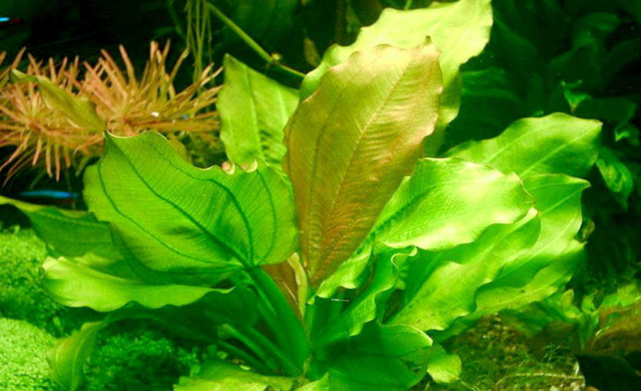 Echinodorus Aquartica 3