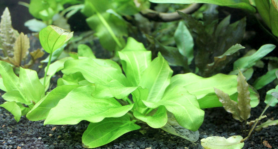Echinodorus Aquartica 4