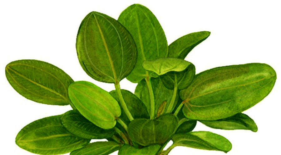 Echinodorus Aquartica 5
