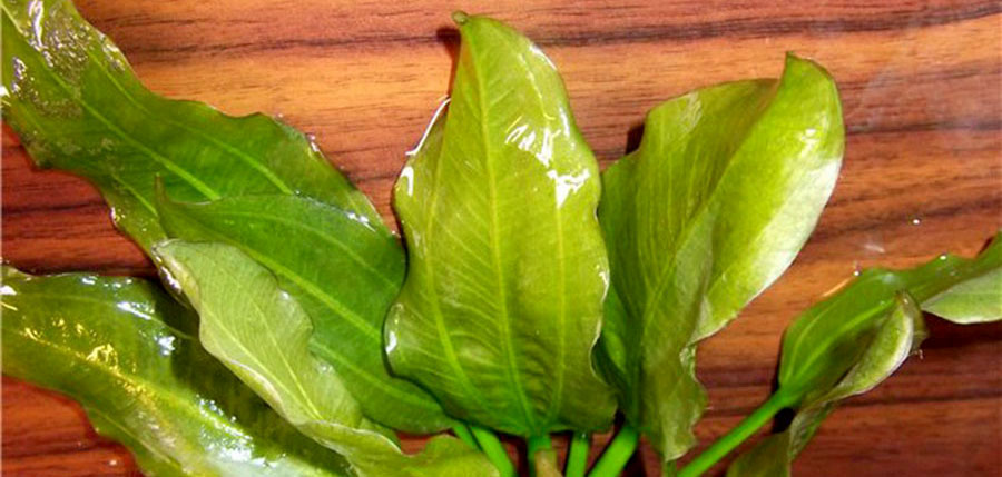 Echinodorus Aquartica 6