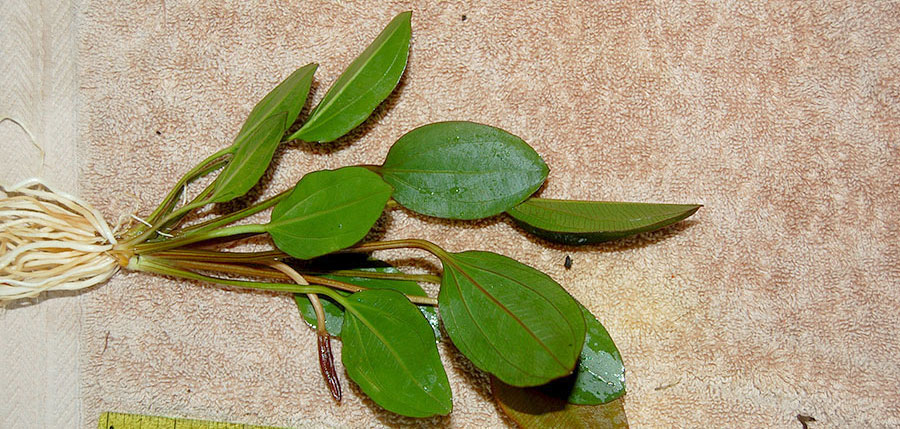 Echinodorus 'Barthii' 2