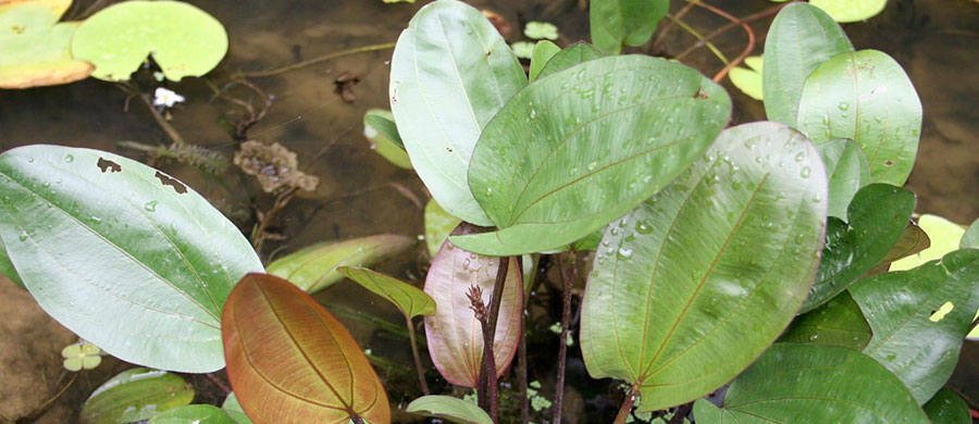 Echinodorus 'Barthii' 3