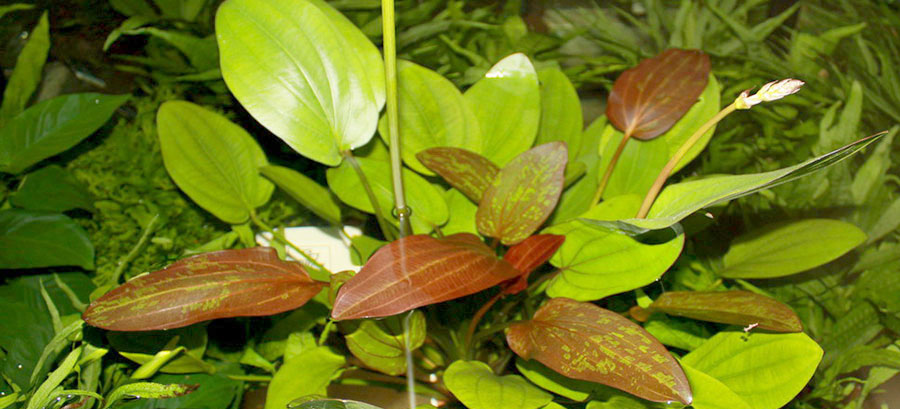 Echinodorus 'Barthii' 4