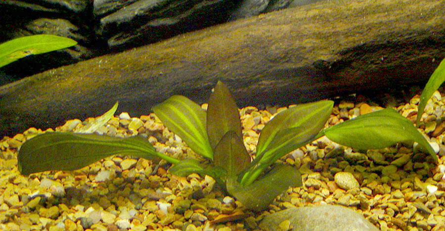 Echinodorus 'Barthii' 6