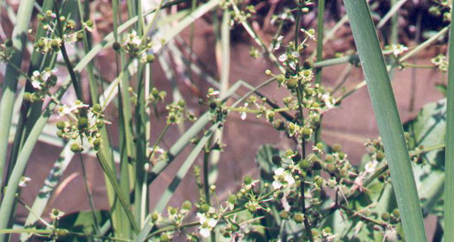 Echinodorus Berteroi 2
