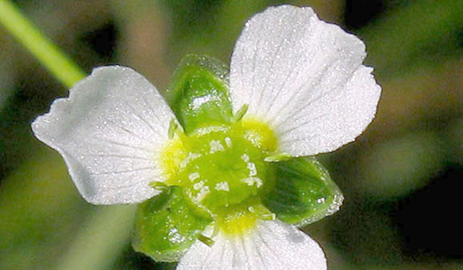 Echinodorus Berteroi 3