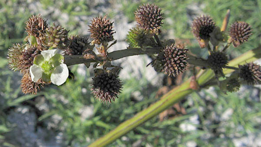 Echinodorus Berteroi 4